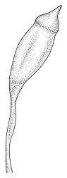 Sauloma tenella, capsule, dry. Drawn from isotype of Sauloma macrospora Sainsbury, R. Mundy s.n., 30 July 1926, CHR 466230.
 Image: R.C. Wagstaff © Landcare Research 2017 